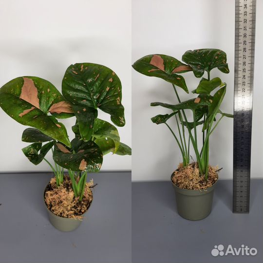 Эпипремнум, драцена и другое