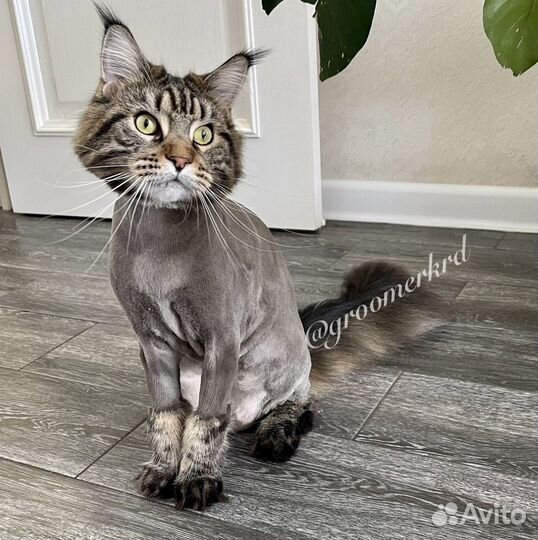 Стрижка кошек с выездом на дом,опытный грумер