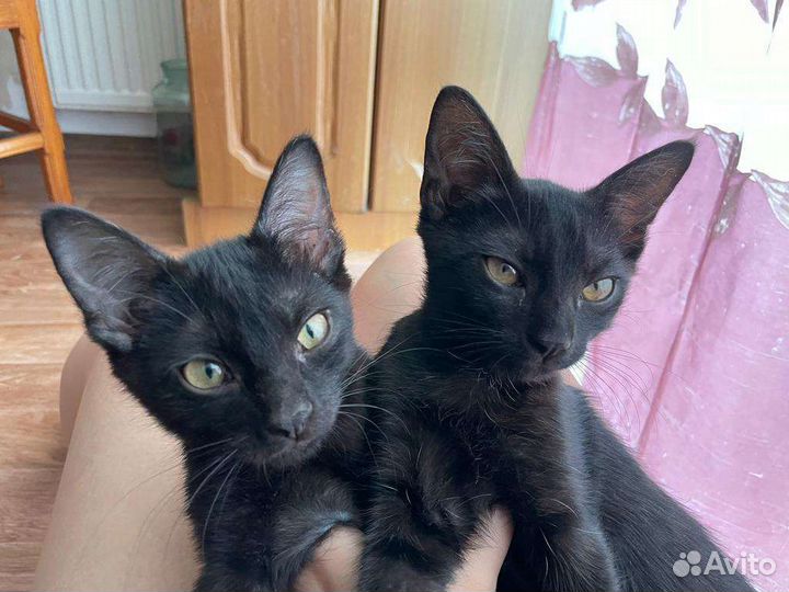 Ваш котёнок