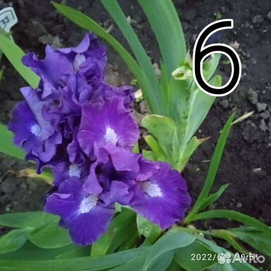 Ирисы низкорослые