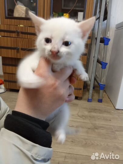 Девочка беляночка