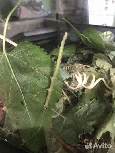 Палочник аннамский