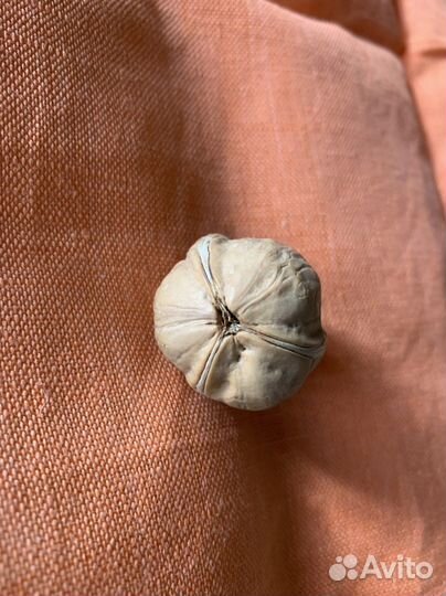 Четырехстворчатый четырехдольный орех