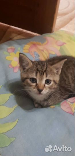 Отдам в добрые руки