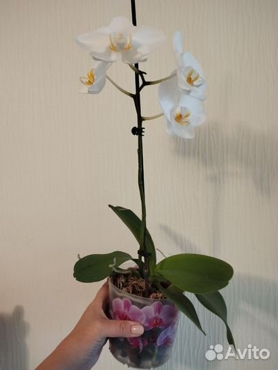 Орхидея фаленопсис