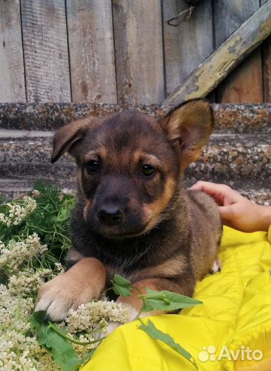 Красивый щенок овчаристого окраса в добрые руки