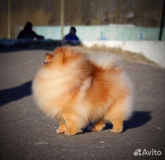 Кинологический клуб