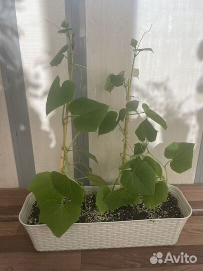 Рассада огурцов,сладких перцев, фасоли стручковой