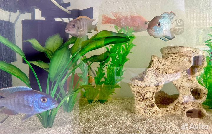 Аквариум с рыбами