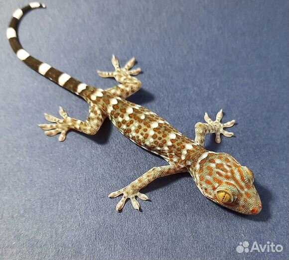 Гекконы токи (Gekko gekko)