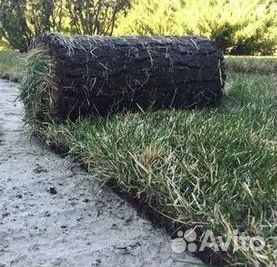 Газон рулонный гарантия