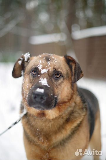 Бой мечтает о доме