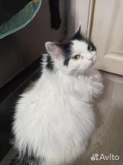 Кошка