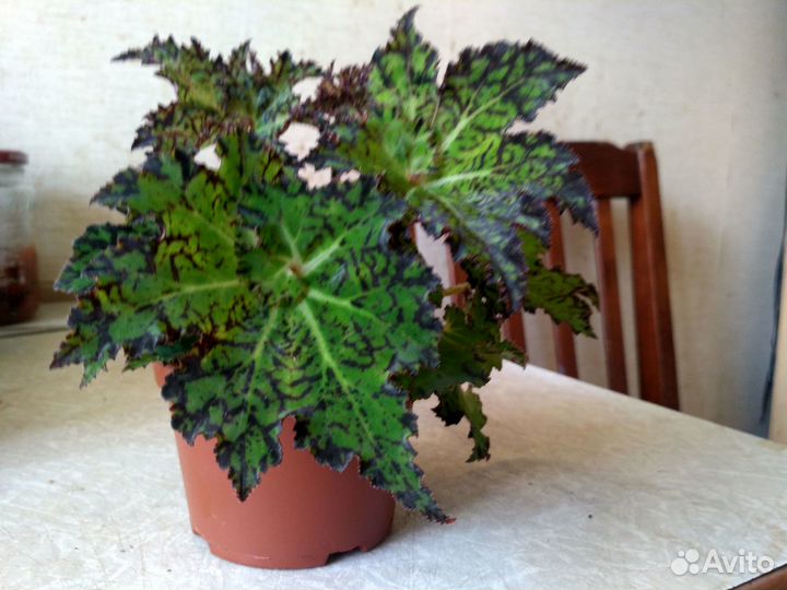 Бегонии сортовые