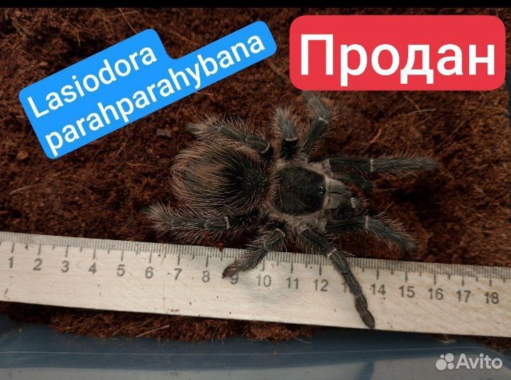 Паук птицеед (Самцы)