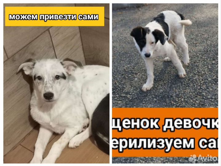 Щенки собачки