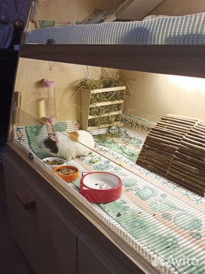 Стеллаж для морских свинок