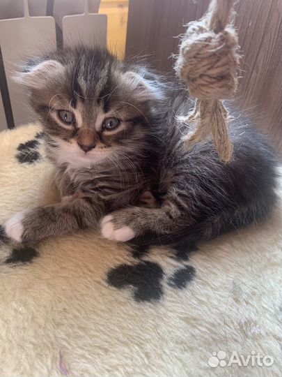 Котенок в добрые руки