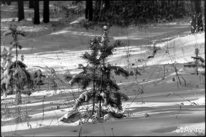 Canon FD 100-200 5.6 S.C