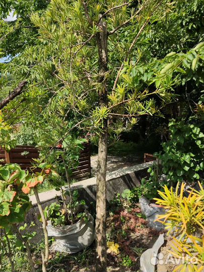 Ногоплодник или подокарпус