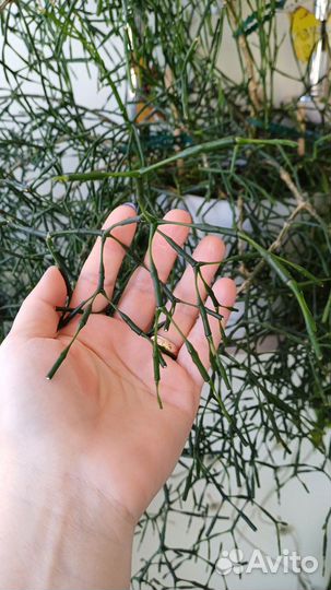 Хатиора (кактусовые) домашние растения