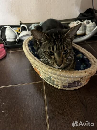 Кошка в добрые руки