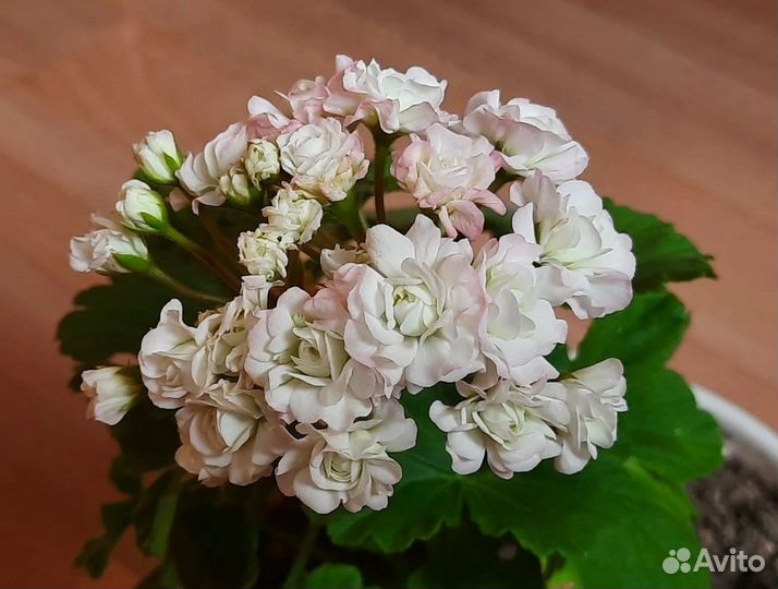 Пеларгония сортоая