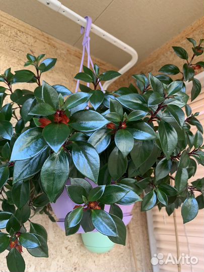 Нематантус Тропикана (гипоцирта, 