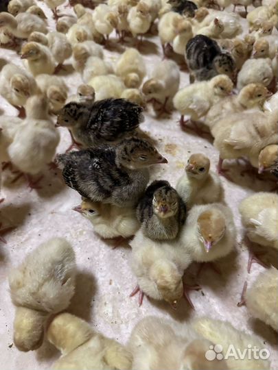 Домашняя индейка