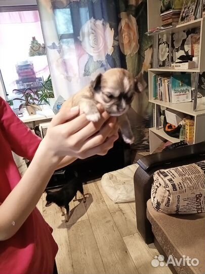 Щенки чихуахуа мини