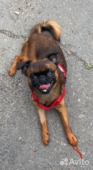 Собака в аренду