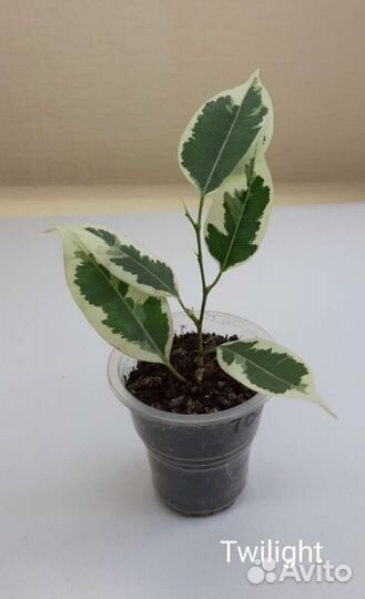 Фикусы сортовые