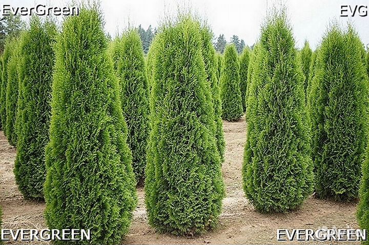 Туя колумна