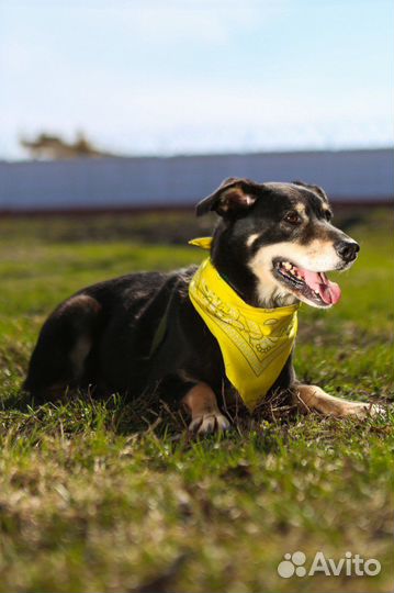 Собаки в дар бесплатно