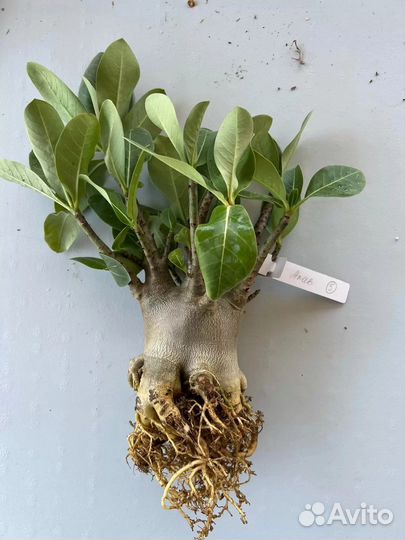 Сеянцы Adenium Arabicum MIX