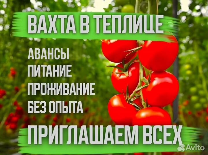 Вахта - Сборщик томатов в Московский Агрокомплекс