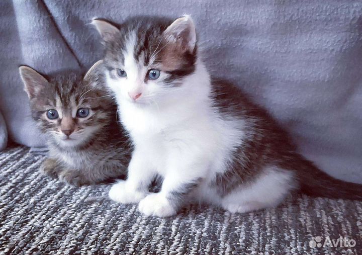 Кошки в добрые руки