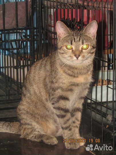 Кошки в добрые руки