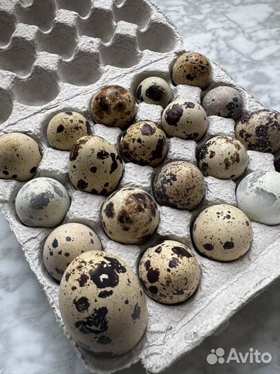 Яйца перепелиные, домашние