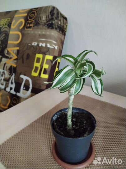 Продам цветы комнатные