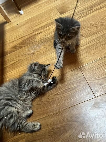 Котята