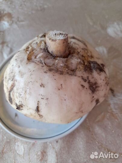 Луковицы рябчика