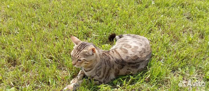 Бенгальские котята