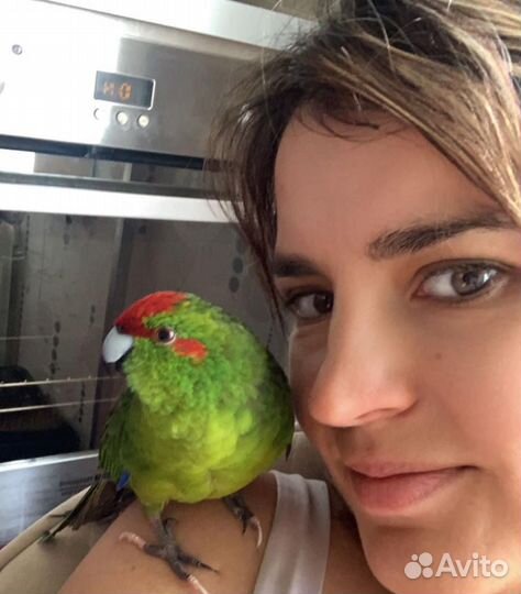 Попугай какарик