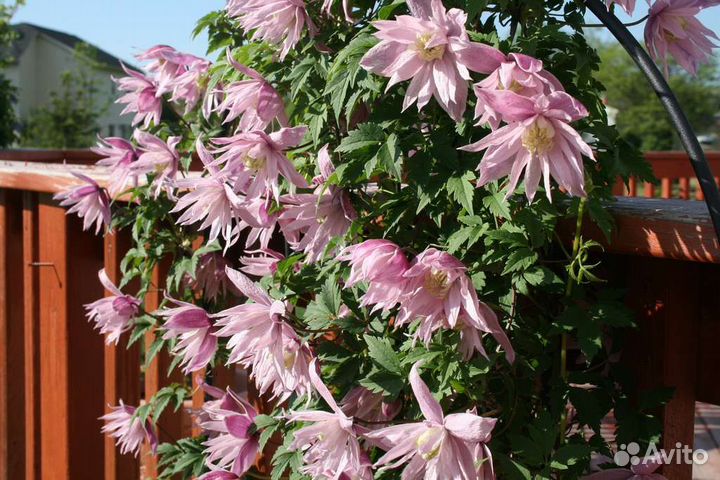 Клематис Маркхамс Пинк