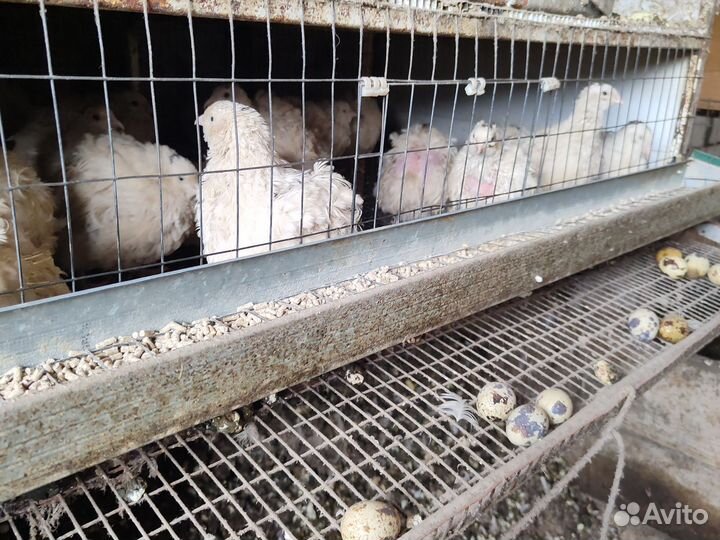 Инкубационное перепелиное яйцо породы Техасский