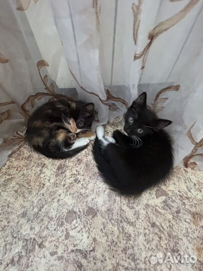 Котятки красивые