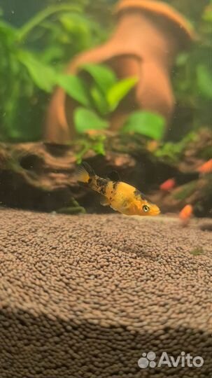 Моллинезия