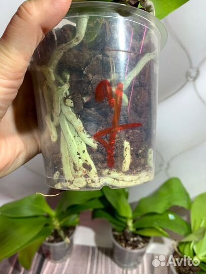 Лиодоро орхидея фаленопсис