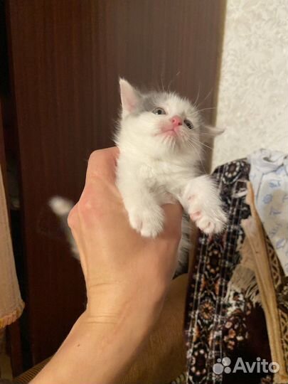 Милые котята 1 месяц